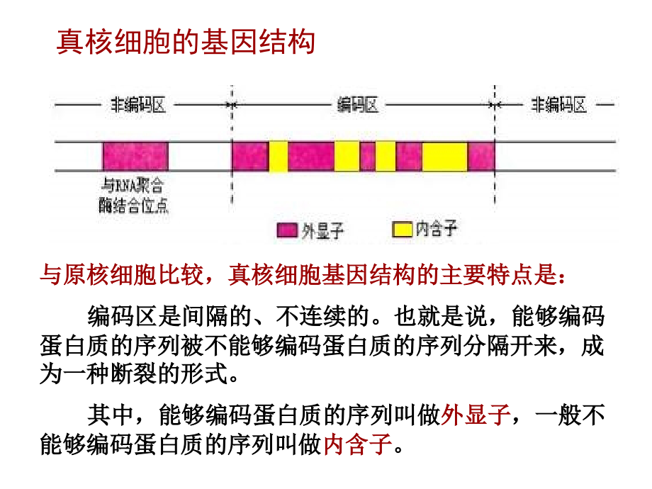 高中生物选修12基因工程的基本操作程序_第4页