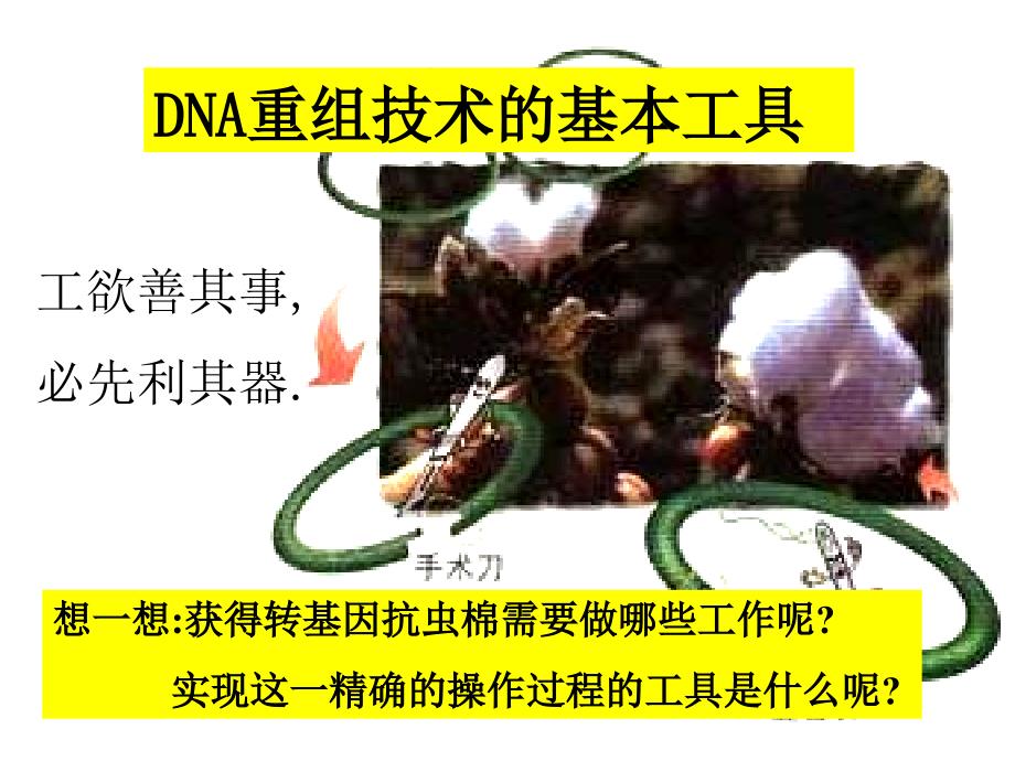 DNA重组技术的基本工具用_第3页