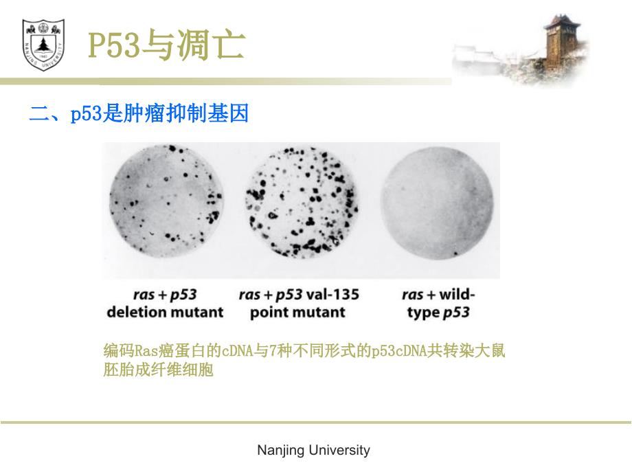 癌生物学--p53与凋亡_第3页