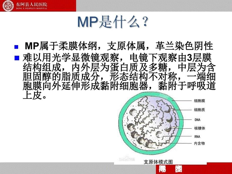 2015年支原体肺炎专家共识_第5页