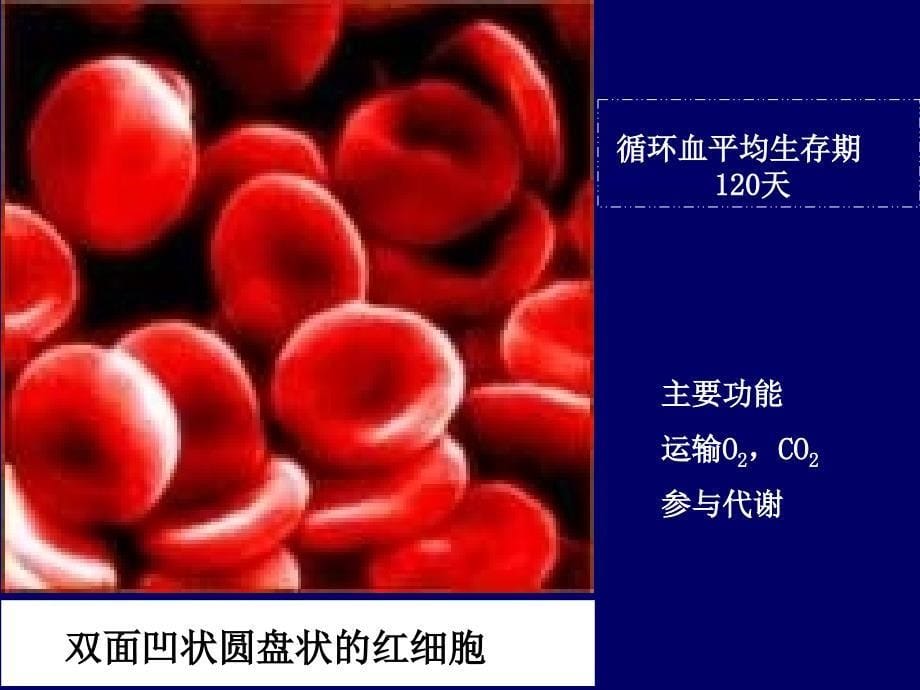 爱爱医资源-内科学课件-血液系统疾病总论_第5页