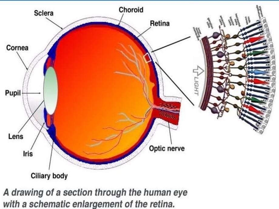 C人眼的视觉特性与图像探测_第5页