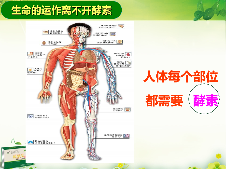 酵素与人体健康_第3页