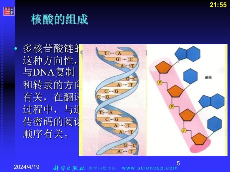 教学遗传的分子基础高校精品_第5页