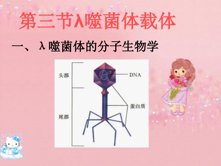 基因工程的载体-质粒二_第1页