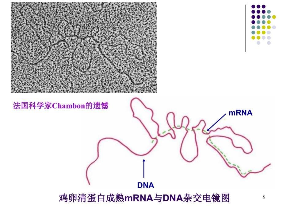 核酸分子杂交-2010-12-27_第5页