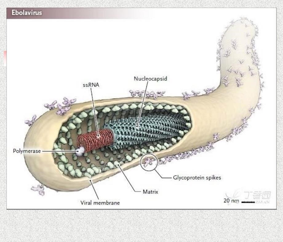 非细胞结构的超微生物——病毒_第5页