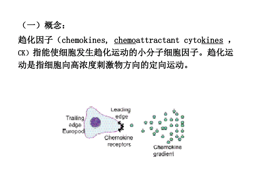 趋化因子研究进展100929_第3页