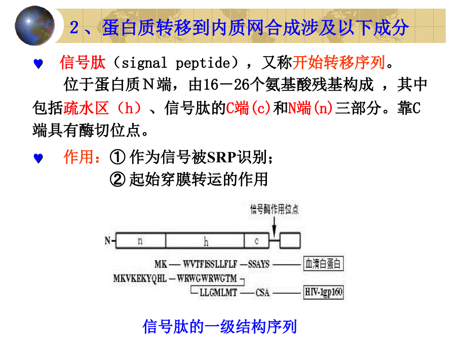 蛋白质的分选与膜泡运输_第3页