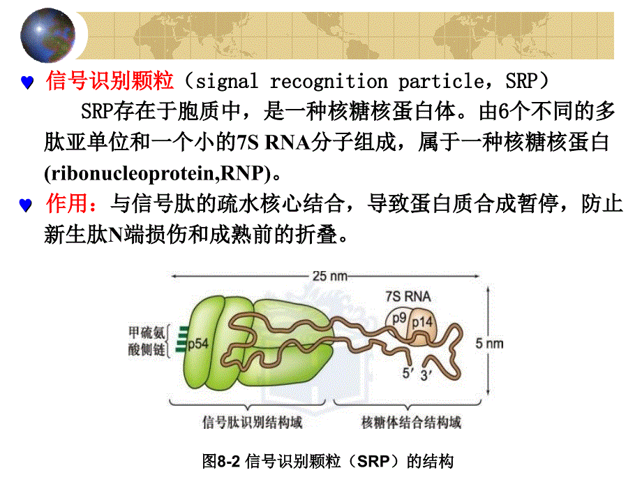 蛋白质的分选与膜泡运输_第4页