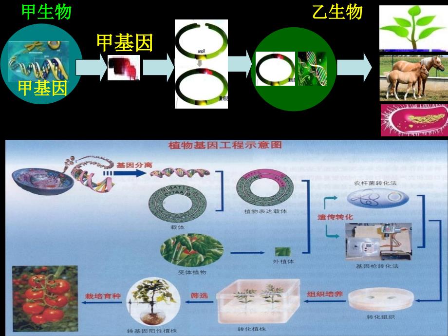 植物细胞工程DJYZ的禁用_第1页