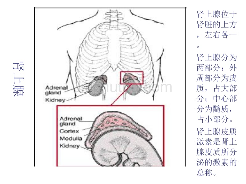 药理课件肾上腺皮质激素类药物2011下半年本科_第5页