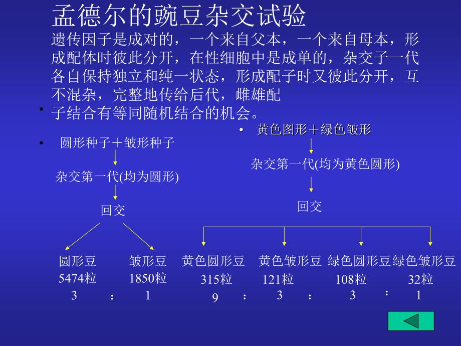 基因和基因组及基因工程的概念_第4页