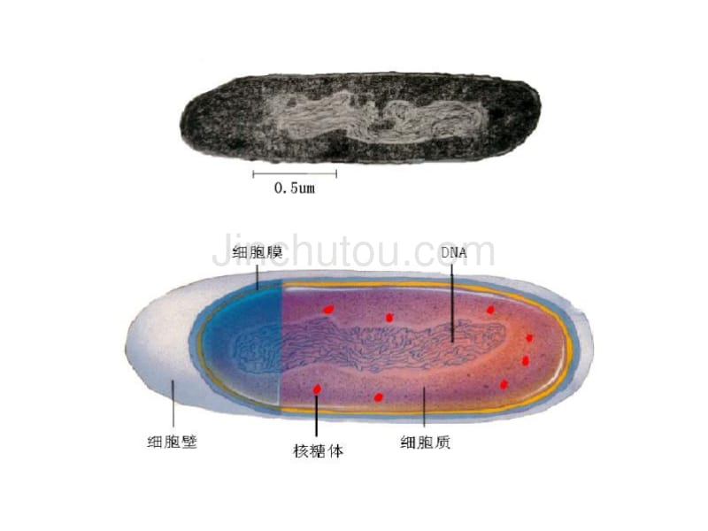 细胞的结构和功能质与膜chen_第5页