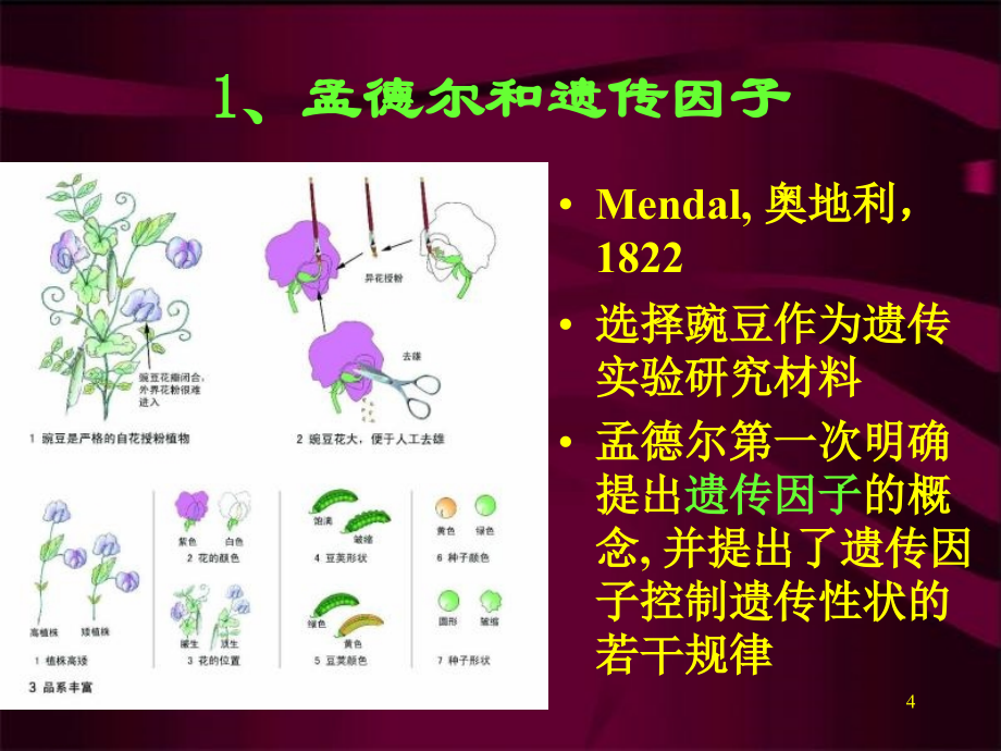 讲生命延续的本质遗传与变异1_第4页