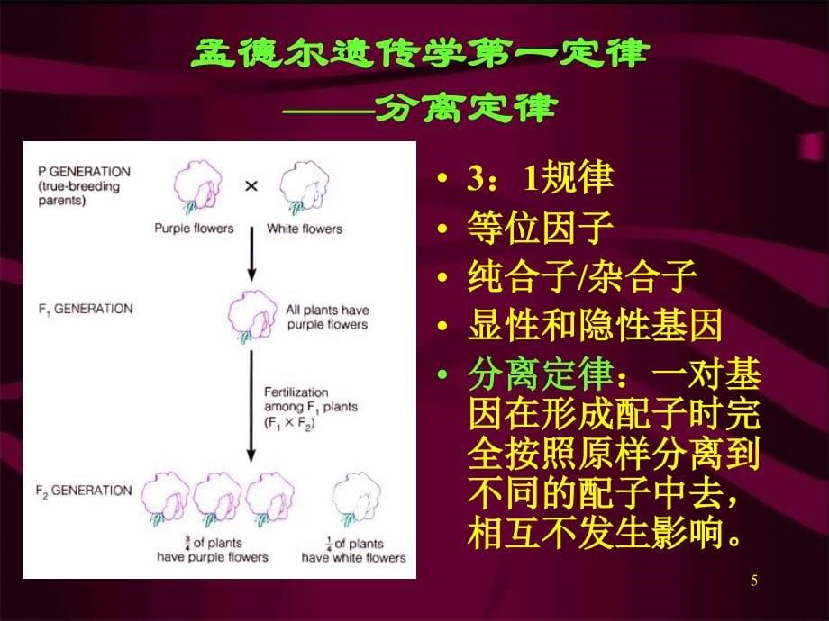 讲生命延续的本质遗传与变异1_第5页