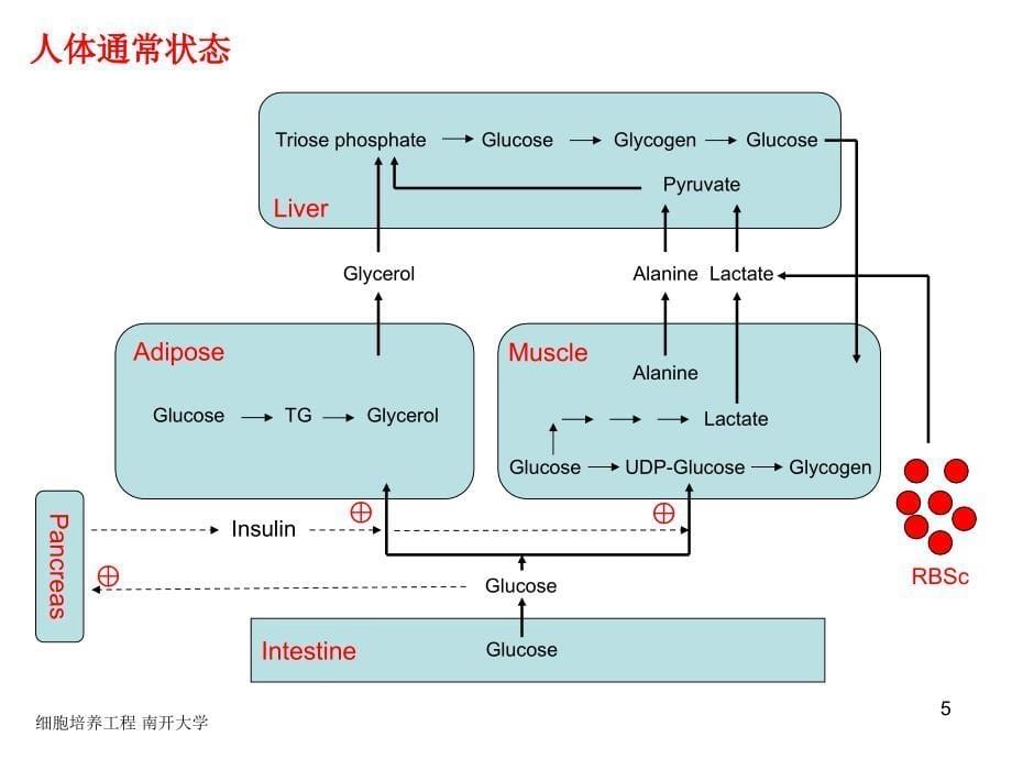 细胞培养工程02B相关细胞生理_第5页