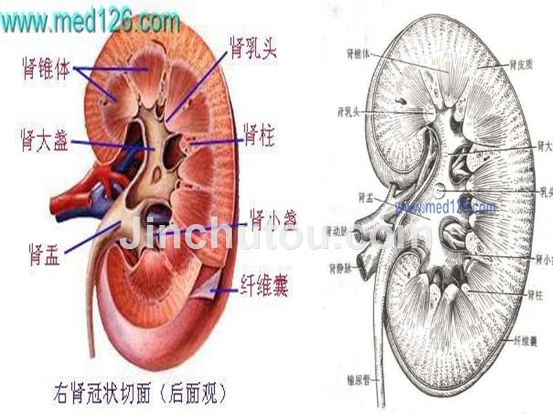 IVU静脉肾盂输尿管造影技术_第4页