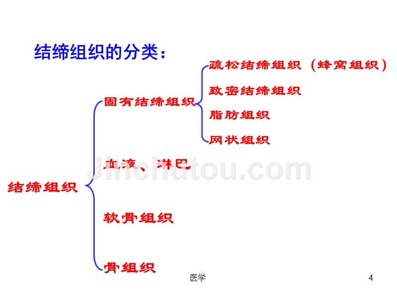 组织学与胚胎学结缔组织课件_第4页