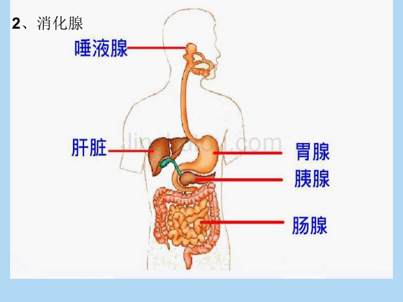 七下生物4.2.2 消化和吸收课件_第5页