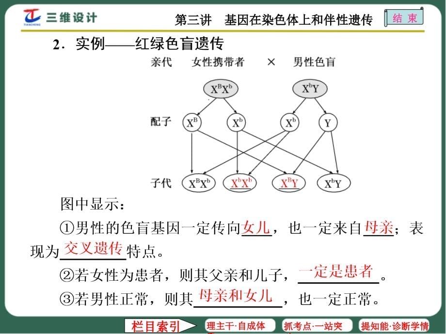 T3基因在染色体上和伴性遗传_第5页