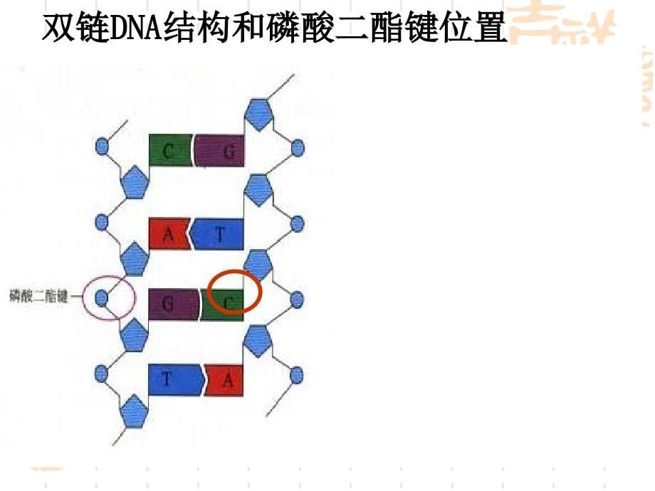 高三生物一轮专题复习精品课件——选修专题——基因工程_第5页