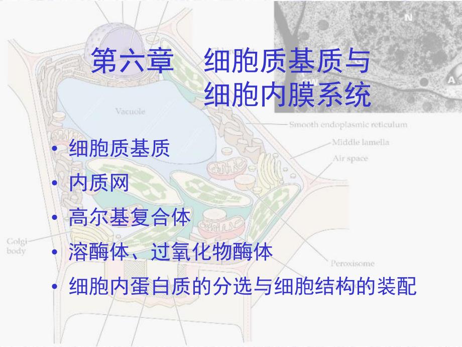 细胞生物学06细胞质基质与细胞内膜系统_第1页