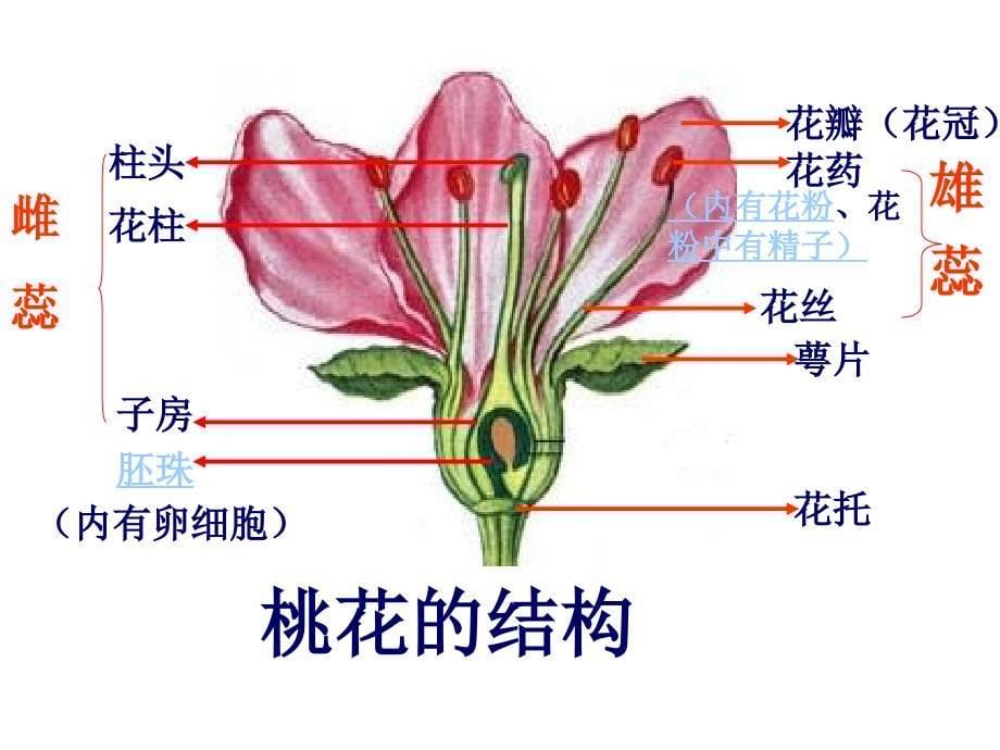 植物的生殖精品课件_第5页