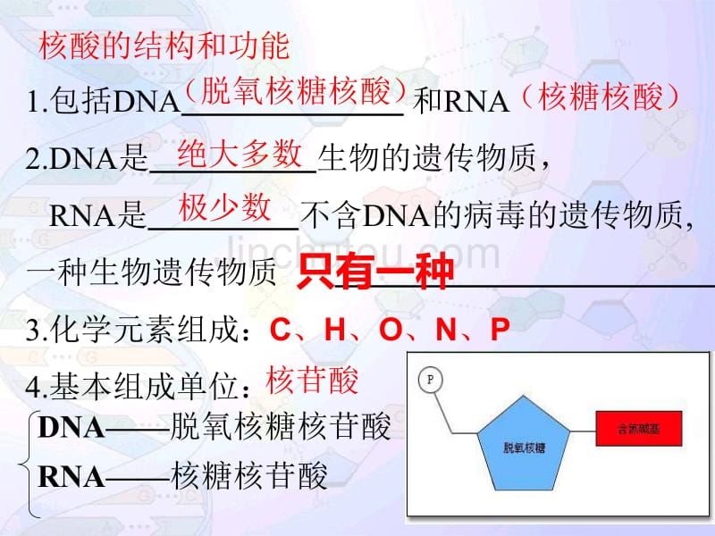 必修2一轮复习DNA分子的结构与复制一轮复习_第2页