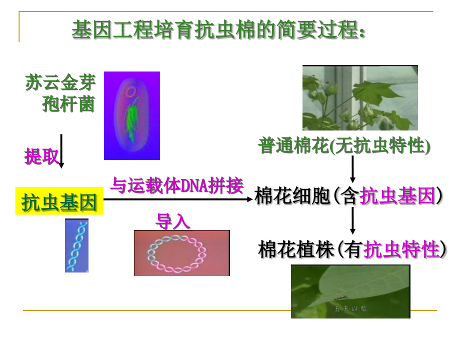 基因工程的基本操作程序使用修改_第2页