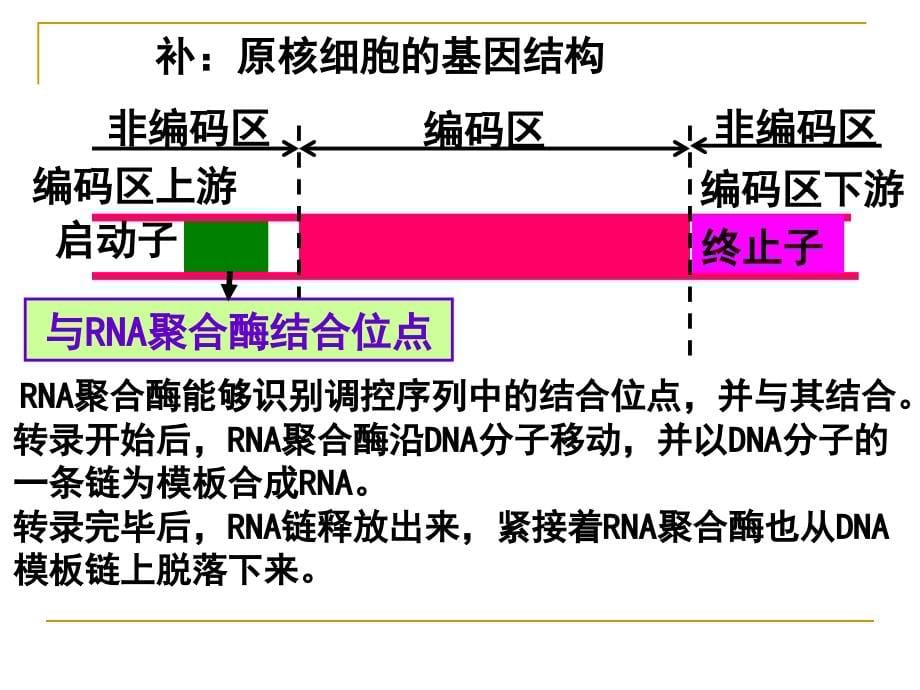 基因工程的基本操作程序使用修改_第5页