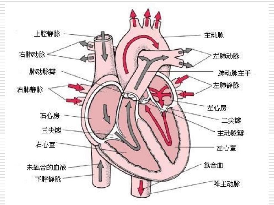 第二十五章抗慢性心功能不全药_第2页