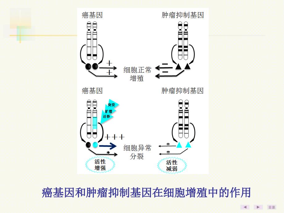 癌基因肿瘤抑制基因与生长因子_第4页