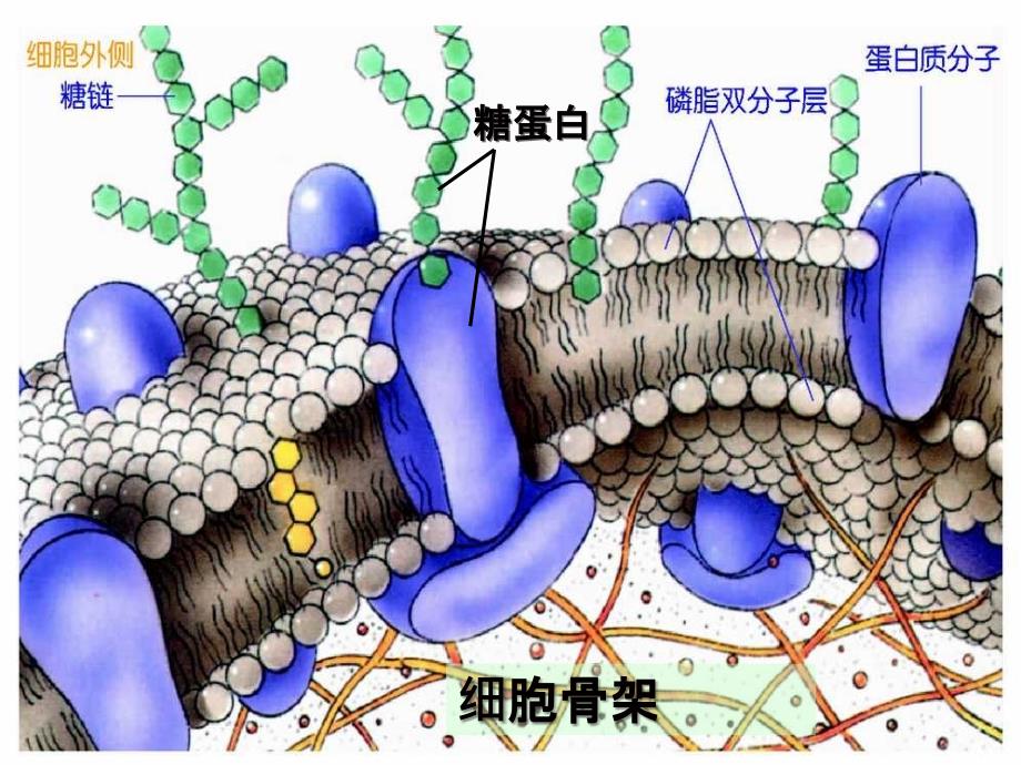 细胞内外的物质交换_第2页