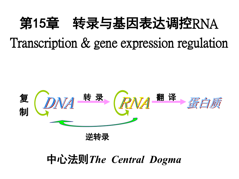 转录与基因表达调控_第1页