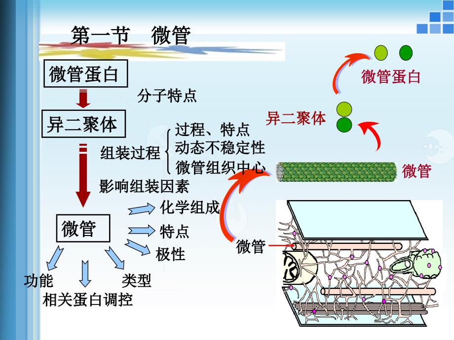 医学细胞生物学5六章细胞骨架_第4页