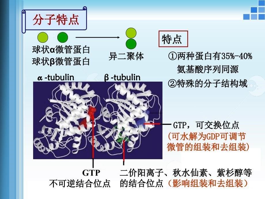 医学细胞生物学5六章细胞骨架_第5页