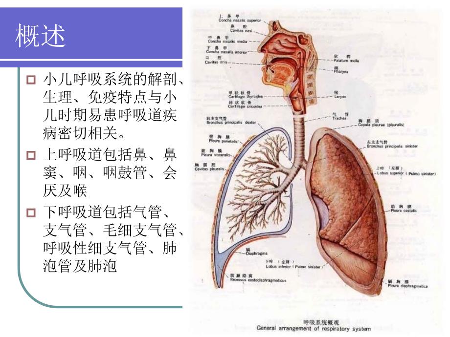 临床药师参与治疗儿童社区性肺炎的体会与研究_第4页