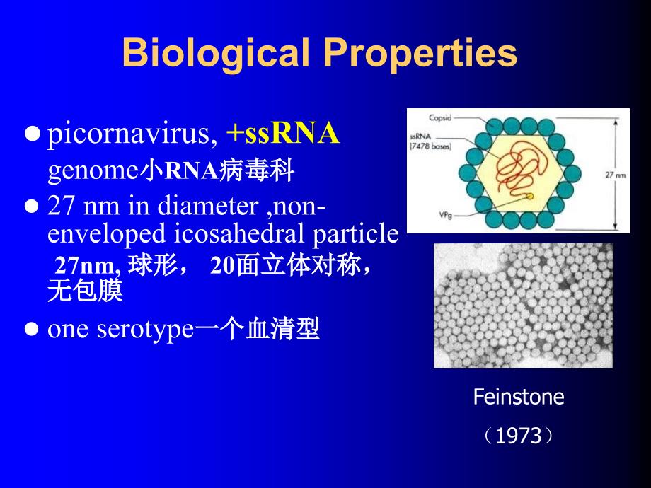 肝炎病毒-病毒-医学微生物学-26_第3页