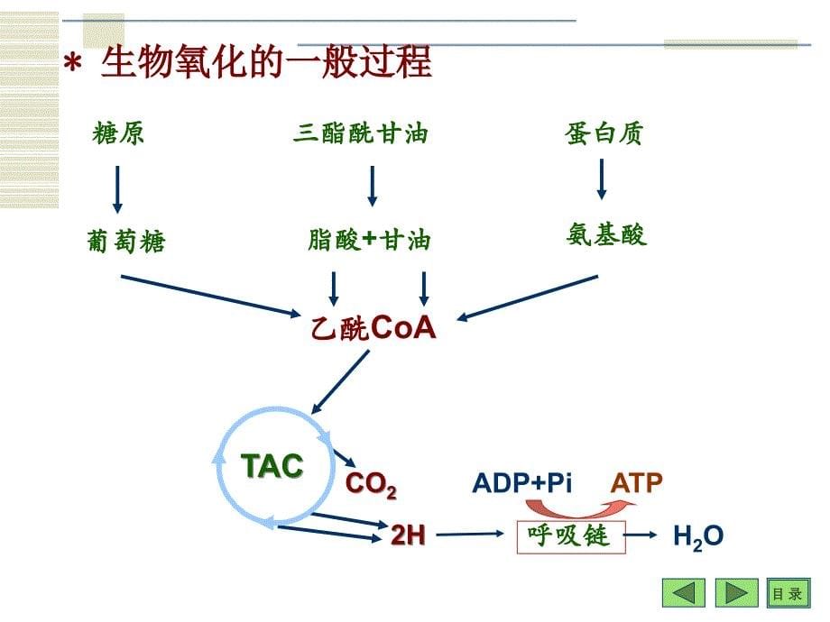 高中生物竞赛辅导—生物化学六生物氧化_第5页