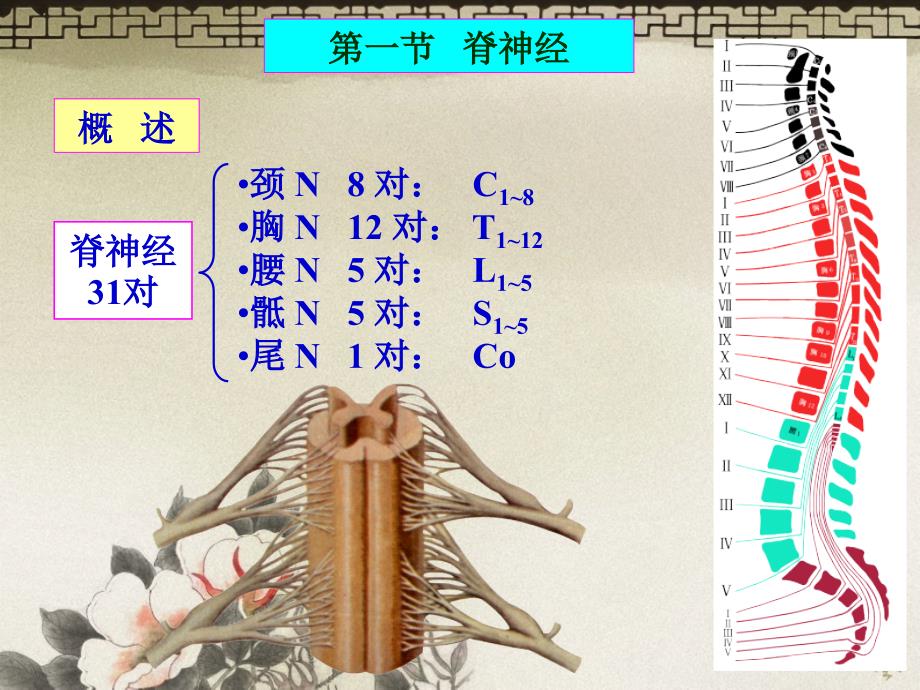 201410解剖组胚学-神经系统-脊神经临床专业_第4页