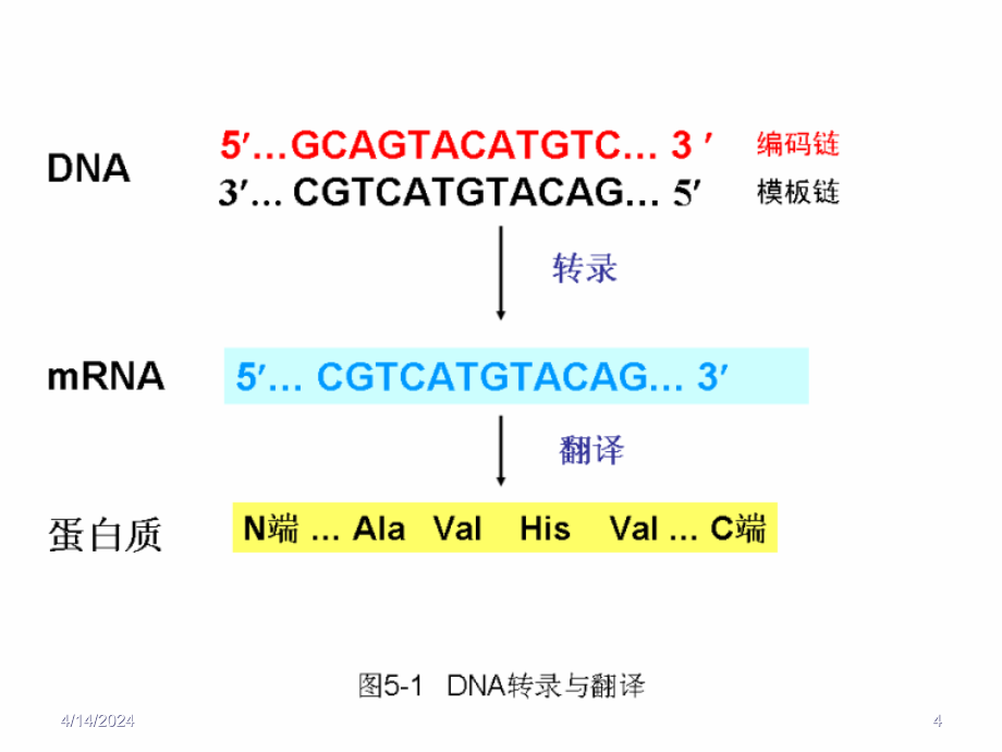 基因表达与基因表达调控_第4页