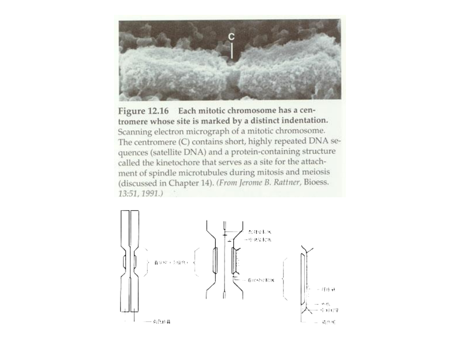 细胞生物学8细胞核与染色体02_第2页