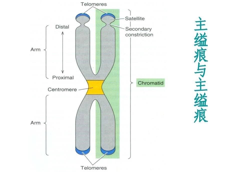 细胞生物学8细胞核与染色体02_第5页