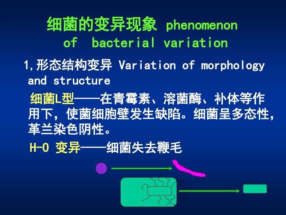 细菌的遗传变异Heredityandvariationofbacteria_第5页