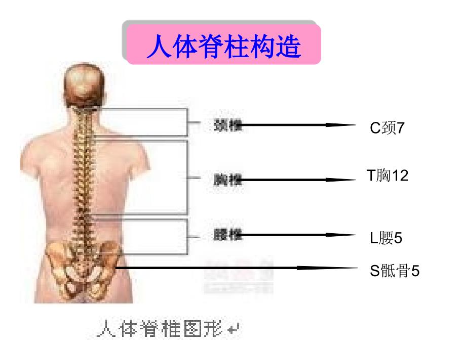 5月份腰椎间盘突出症护理业务学习_第3页