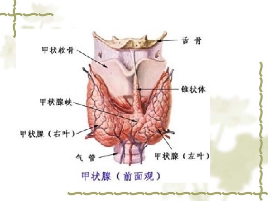 甲状腺生化指标医学生用的生化学习资料_第3页