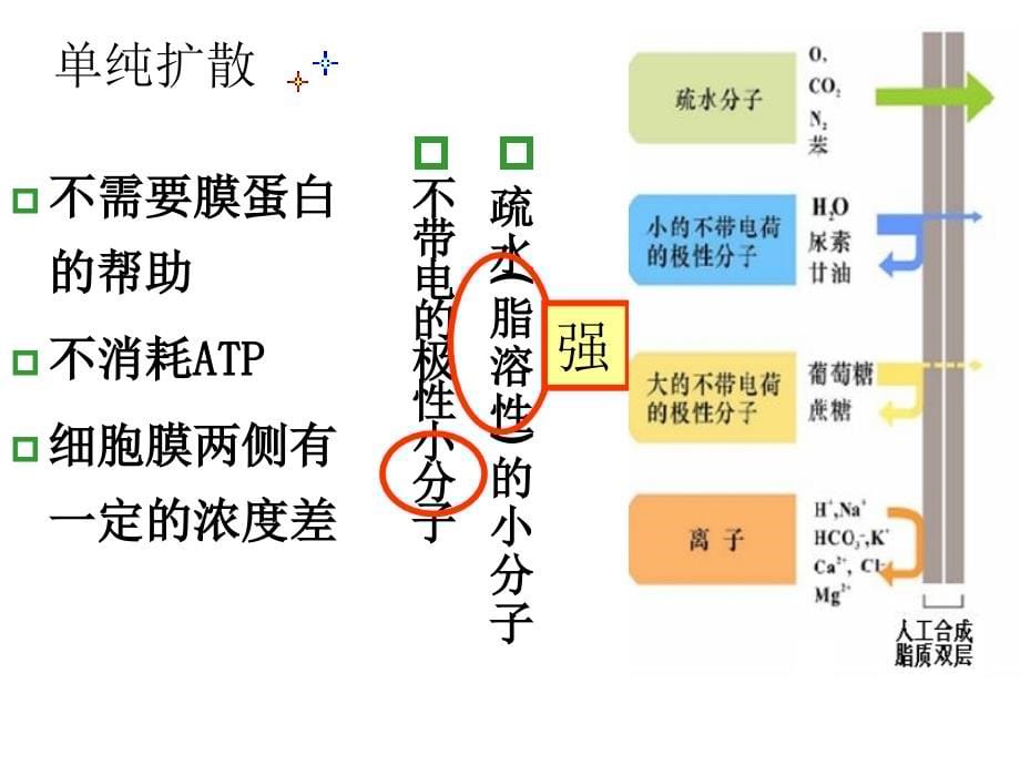 细胞生物学细胞膜大分子运输及细胞表面_第5页