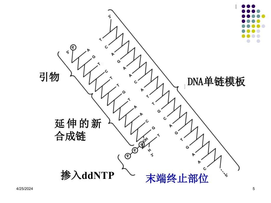 基因结构与表达分析的基本策略(1)_第5页