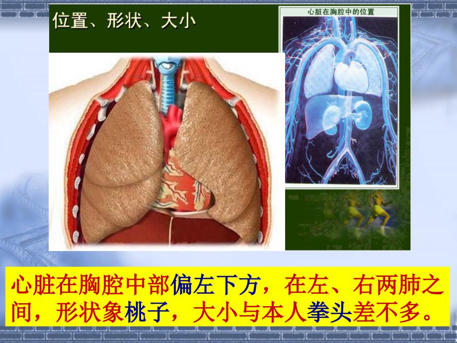 输送血液的泵心脏_第2页